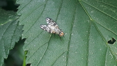 Otitini