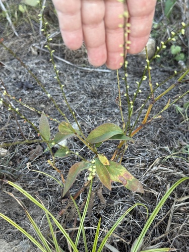 American jumpseed
