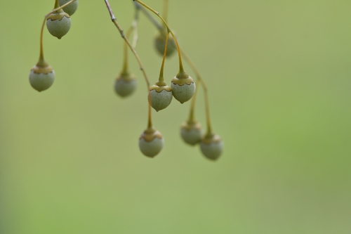 Styrax japonicus observed 2026-09-27