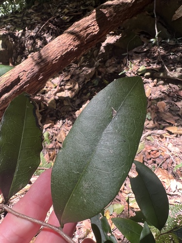 Diospyros pentamera observed 2026-09-30