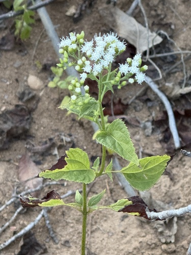 white snakeroot