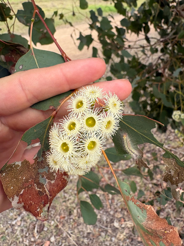 Eucalyptus baueriana, 2026-09-30