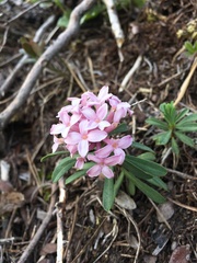 Daphne striata