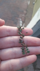 Euphorbia prostrata