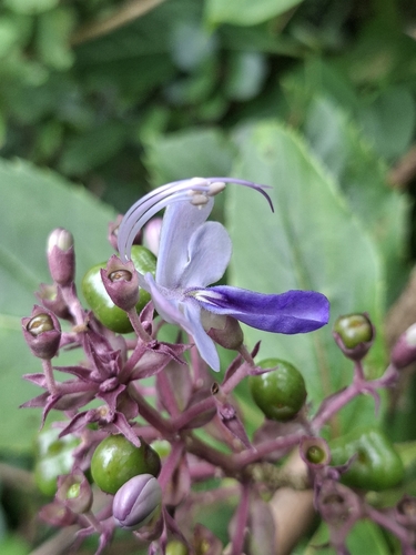 Rotheca serrata observed 2026-09-24
