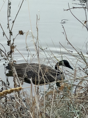 Canada Goose