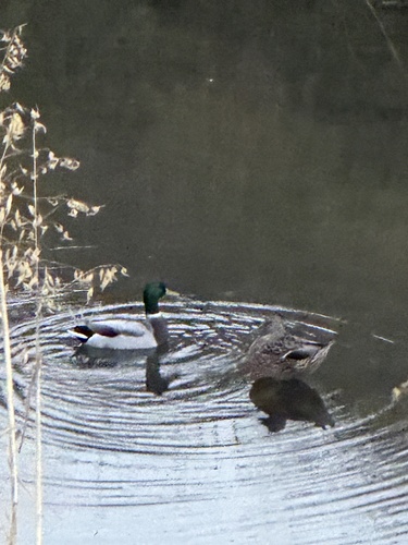 Mallard