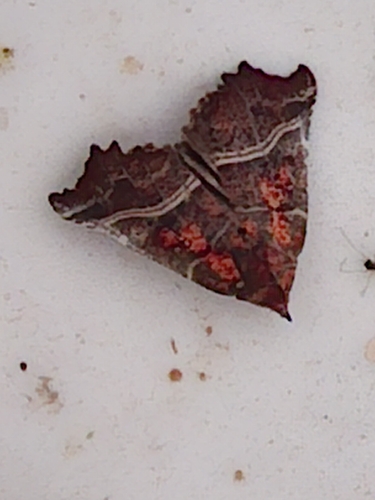 Herald Moth