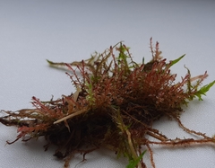 Ptychostomum pallens