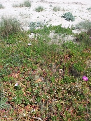 Carpobrotus