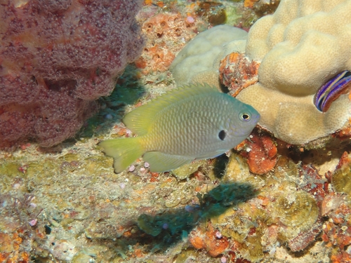 Pomacentrus nigromarginatus observed 2026-09-30