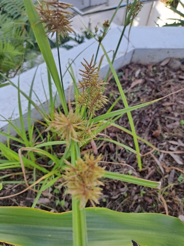 Cyperus pilosus observed 2026-09-30