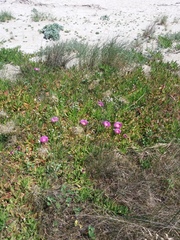 Carpobrotus