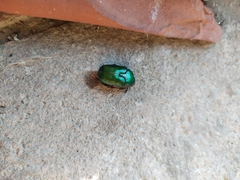 Protaetia cuprea cuprea