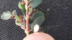 Euphorbia prostrata
