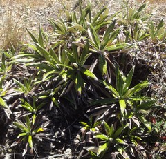 Celmisia spectabilis