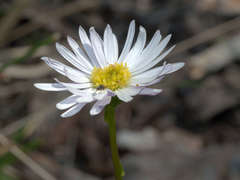 Allittia uliginosa