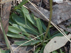 Allittia uliginosa