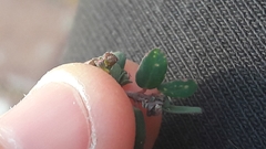 Euphorbia prostrata