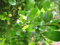 Ilex maximowicziana