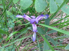 Iris graminea