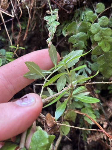 Veronica catarractae observed 2026-09-30