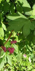 Lamprocapnos spectabilis