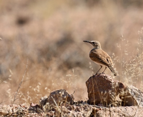iNaturalist image