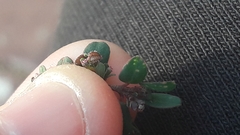 Euphorbia prostrata