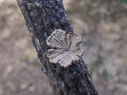Schizophyllum radiatum, 2026-09-29