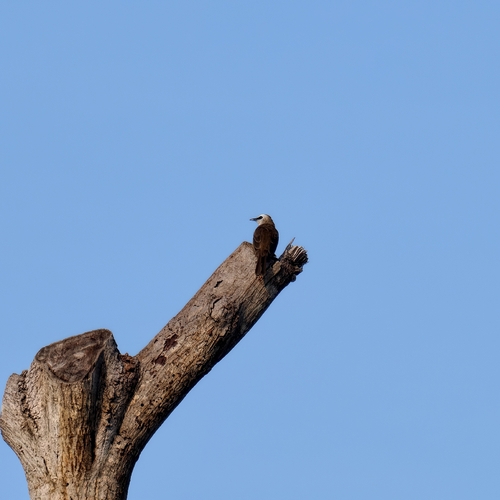 Yellow-vented Bulbul
