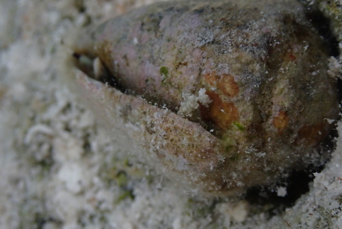 Calcinus latens observed 2026-09-29