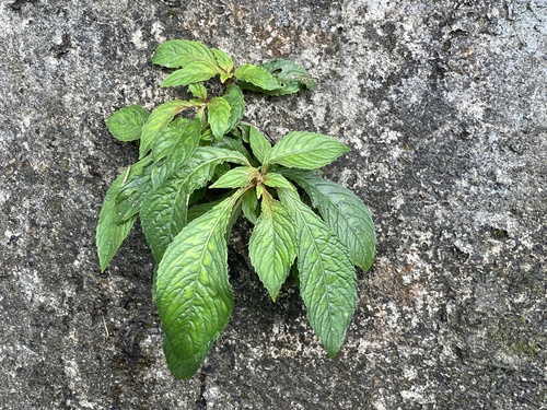 Rhynchotechum discolor observed 2026-09-21