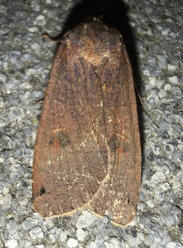 Large Yellow Underwing