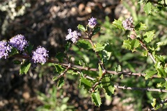 Ceanothus divergens