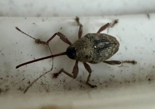 acorn weevil