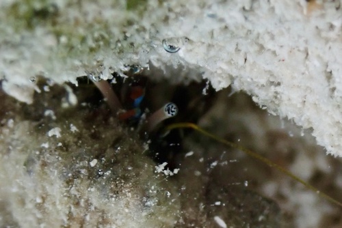 Calcinus latens observed 2026-09-29