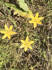 Triteleia ixioides ixioides