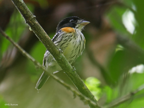 Rufous-sided Broadbill