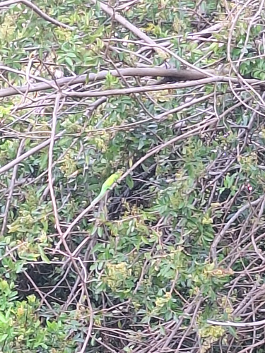 Trioceros jacksonii observed 2026-09-29