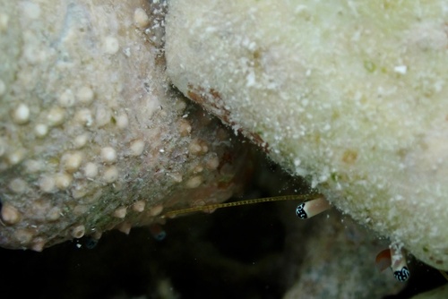 Calcinus latens observed 2026-09-29