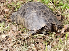 Testudo marginata