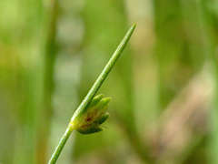 Isolepis levynsiana
