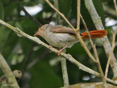 Erythrocercus mccallii