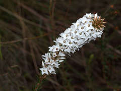 Epacris lanuginosa