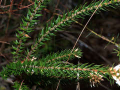 Epacris lanuginosa