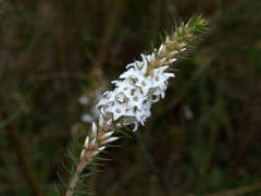 Epacris lanuginosa