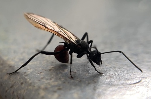 Armed Spiny Ant