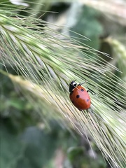 Coccinella septempunctata