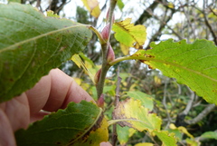Salix × reichardtii